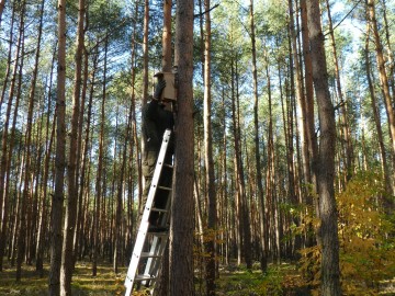 Czas na przeglądy budek lęgowych, W. Pogorzelska